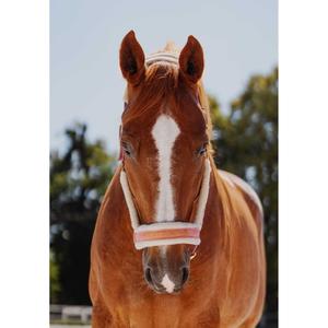 kan-sup-30x-palshalsband-for-hast-jd-attack-halter-superstar-rosa