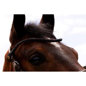 Frontal a presión para caballo Ju & Pa image-1