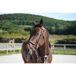 Frontal a presión para caballo Ju & Pa image-2