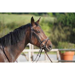 Frontal a presión para caballo Ju & Pa image-3