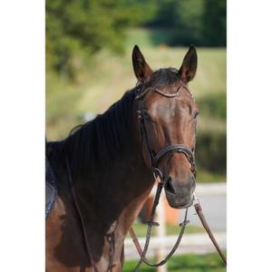 Frontal a presión para caballo Ju & Pa image-4