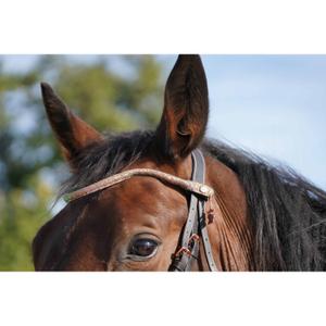 Frontal a presión para caballo Ju & Pa image-1