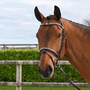 Engelsk-kombinerat ridträns med anatomiskt nosgrimma Jump'In Clincher Origin