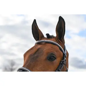 Engelsk-kombinerat ridträns med anatomiskt nosgrimma Jump'In Clincher Origin image-3