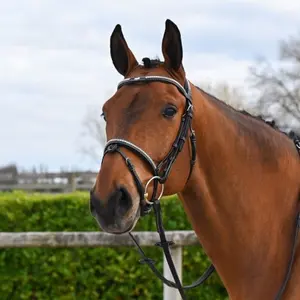 Trense mit Nasenriemen Jump'In Clincher Origin