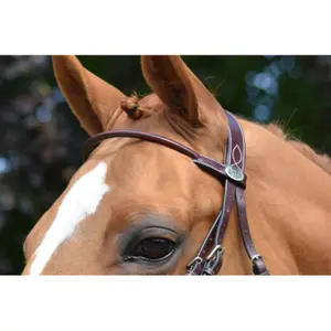 Frontal for horse Jump'In Monday image-0