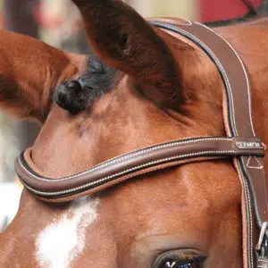 Frontal for horse Jump'In New York image-0