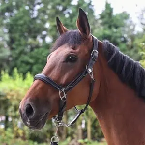 Halter for horse Jump'In Week image-0