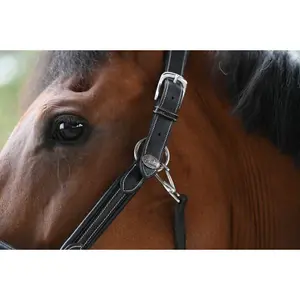 Halter for horse Jump'In Week image-3