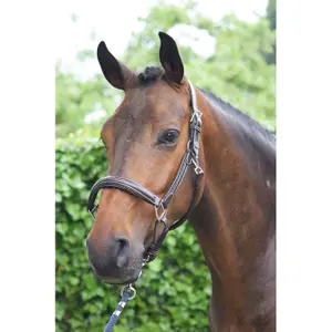 Halter for horse Jump'In Week image-1