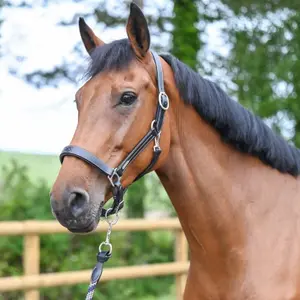 Halter for horse Jump'In Fancy image-2