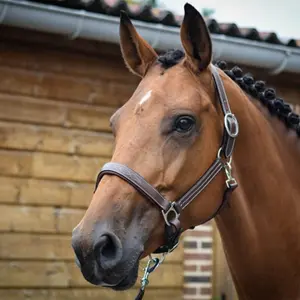 Halter for horse Jump'In Fancy image-3