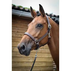 Halter for horse Jump'In Fancy image-4