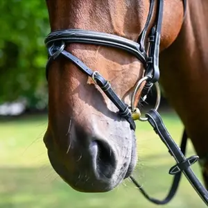 Crossed horse noseband Jump'In Monday image-1