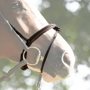 Combination horse noseband Jump'In Tuesday image-0