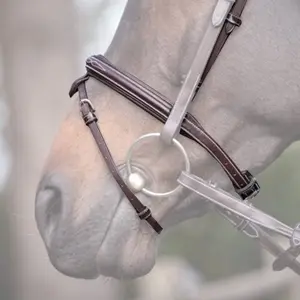 Combination horse noseband Jump'In Wednesday image-0