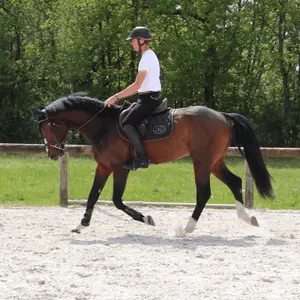 Ammortizzatore per cavalli Jump'In Feutre image-3