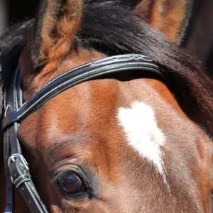 Briglia Paris Jump'In Collection One image-3