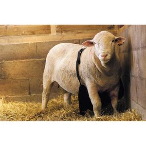 104452700-widder-schurze-kamer-grau-60x30-cm