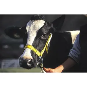 Nylon presentatie halster Kamer image-2