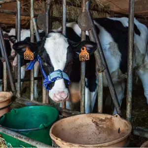 Cavezza per vitelli Kamer image-1