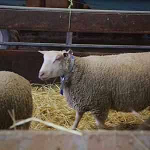 Nylon collar for sheep Kamer image-1