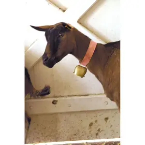 Straight steel bell Kamer image-1