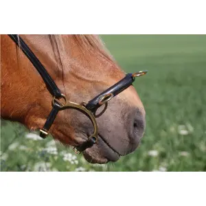 Estábulo para cavalos com bar Karlslund image-1