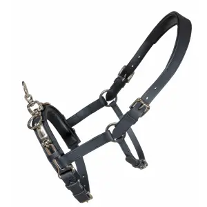 Halster voor paarden Karlslund Fengur Kapsun