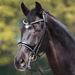 Frontal for horse Kavalkade Fleury for Weymouth image-3