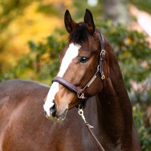 Leren halster voor paard Kavalkade Cinta image-4