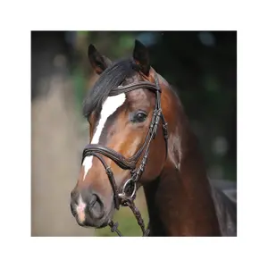 Bridas para caballos Kavalkade Ivy image-2