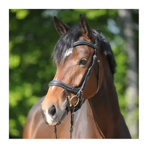 Zaumzeug Reiten Kavalkade Ivy Plus image-0