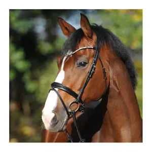 Uzda do jazdy konnej Kavalkade Reyna KavalSH4 image-0