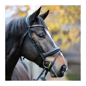 Bridon avec muserolle anglaise Kavalkade Juliana KavalSH5 image-0