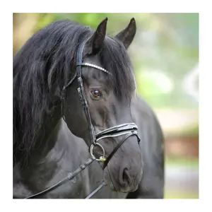 English-combined riding halter Kavalkade Juliana KavalSH7 image-0