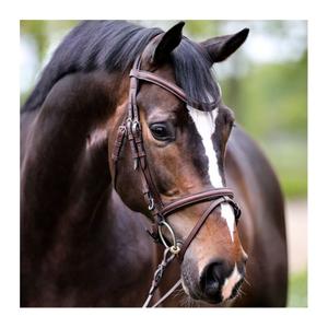 Trensen Reiten Kavalkade Proline-William image-0