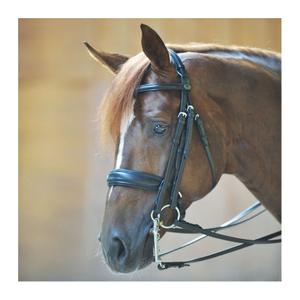 Snaffle bridles with crank noseband and flash Kavalkade Dacira image-1