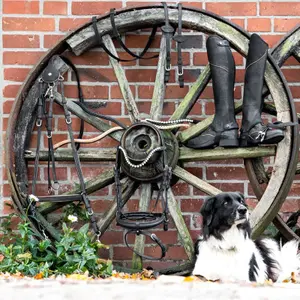 Veganistisch paardenbeenband Kavalkade Cortica Strass image-1