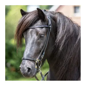 Naso a briglia islandese Kavalkade Glansandi Kjartan image-1