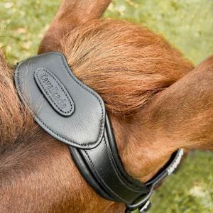 Open horse riding breastplate with bridge Kavalkade Cre8 Malou image-5