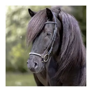 Banda nasal hanoveriana para a cabeçada islandesa Kavalkade Hvítur Aradis image-2