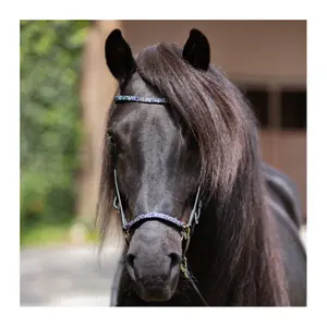 IJslandse hoofdstel neusriem Kavalkade Blár Kjartan image-1