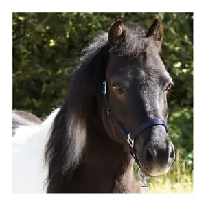 Halter dla koni w dwóch różnych rozmiarach Kavalkade Shorty image-2