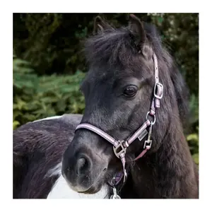 Halter dla koni w dwóch różnych rozmiarach Kavalkade Shorty image-2