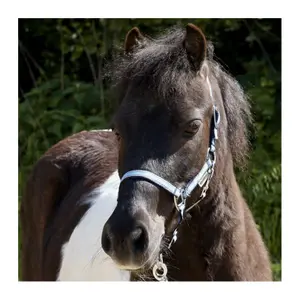 Halter dla koni w dwóch różnych rozmiarach Kavalkade Shorty image-2