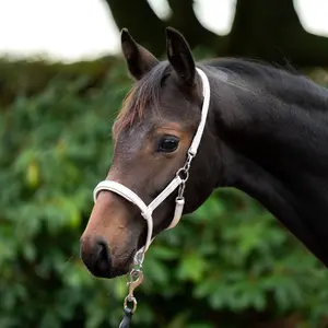 Lädergrimma för häst Kavalkade image-2