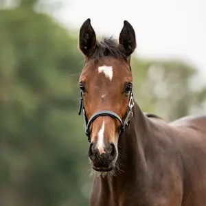 Fohlenhalfter Leder Kavalkade image-1