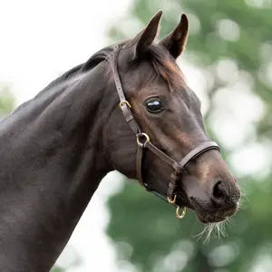 Fohlenhalfter Leder Kavalkade image-1