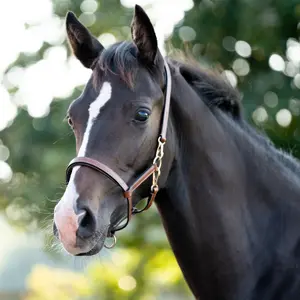 Bocca per puledro in pelle Kavalkade Yearling image-0